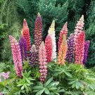 25 Seeds Rsell Mix Lupine Seeds For Garden Planting Fresh For Garden