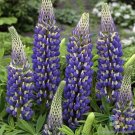 25 Seeds The Governor Lupine Seeds For Garden Planting Fresh For Garden