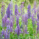 25 Seeds Wild Perennial Mix Lupine Seeds For Garden Planting Fresh For Garden