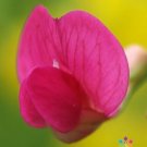 50 Seeds Lathyr Nissolia Annual Sweet Pea Seeds For Garden Fresh For Garden