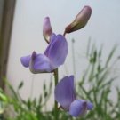 50 Seeds Lathyr Paranensis Annual Sweet Pea Seeds For Garden Fresh For Garden