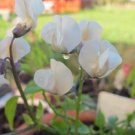 50 Seeds Lathyr Sativ Var Alb Annual Sweet Pea Seeds Fresh For Garden