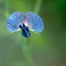 50 Seeds Lathyr Sativ Var Azure Annual Sweet Pea Seeds Fresh For Garden