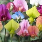 50 Seeds Spangles Annual Sweet Pea Seeds For Garden Planting Fresh For Garden