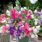 50 Seeds Bijou Dwarf Mix Sweet Pea Seeds For Garden Planting Fresh For Garden 50 Seeds Bijou Dwarf Mix Sweet Pea Seeds For Garden Planting Fresh For Garden