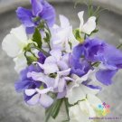50 Seeds Blue Mix Sweet Pea Seeds For Garden Planting Fresh For Garden