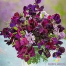 50 Seeds Burgundy Mix Sweet Pea Seeds For Garden Planting Fresh For Garden