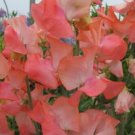 50 Seeds Candyfloss Sweet Pea Seeds For Garden Planting Fresh For Garden