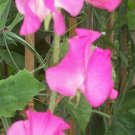 50 Seeds Elegance Rose Sweet Pea Seeds For Garden Planting Fresh For Garden