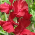 50 Seeds Kenneth Sweet Pea Seeds For Garden Planting Fresh For Garden