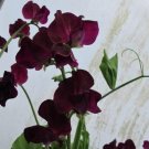 50 Seeds Montpellier Sweet Pea Seeds For Garden Planting Fresh For Garden