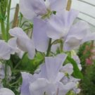 50 Seeds Solstice Light Blue Sweet Pea Seeds For Garden Fresh For Garden 50 Seeds Solstice Light Blue Sweet Pea Seeds For Garden Fresh For Garden