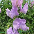 50 Seeds Sunshine Lavender Sweet Pea Seeds For Garden Planting Fresh For Garden
