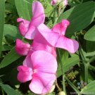 50 Seeds Everlasting Pink Sweet Pea Seeds For Garden Planting Fresh For Garden