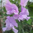 50 Seeds Misty Mountain Sweet Pea Seeds For Garden Planting Fresh For Garden