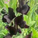 50 Seeds Almost Black Sweet Pea Seeds For Garden Planting Fresh For Garden