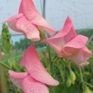 50 Seeds Emily Sweet Pea Seeds For Garden Planting Fresh For Garden