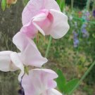 50 Seeds Enigma Sweet Pea Seeds For Garden Planting Fresh For Garden