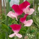 50 Seeds Little Red Riding Hood Sweet Pea Seeds For Garden Fresh For Garden 50 Seeds Little Red Riding Hood Sweet Pea Seeds For Garden Fresh For Garden