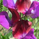 50 Seeds Matucana Sweet Pea Seeds For Garden Planting Fresh For Garden