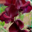 50 Seeds Monty Don Sweet Pea Seeds For Garden Planting Fresh For Garden
