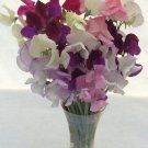 50 Seeds Paint Box Mixture Sweet Pea Seeds For Garden Planting Fresh For Garden
