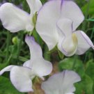 50 Seeds Romeo Sweet Pea Seeds For Garden Planting Fresh For Garden