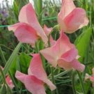 50 Seeds Rosay Sweet Pea Seeds For Garden Planting Fresh For Garden