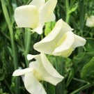 50 Seeds Mrs Col­Lier Sweet Pea Seeds For Garden Planting Fresh For Garden