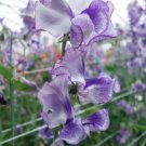50 Seeds Night Sky Sweet Pea Seeds For Garden Planting Fresh For Garden