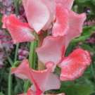 50 Seeds Tuttfruttsweet Pea Seeds For Garden Planting Fresh For Garden