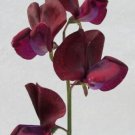50 Seeds Black Knight Sweet Pea Seeds For Garden Planting Fresh For Garden