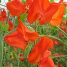 50 Seeds Henry Eckford Sweet Pea Seeds For Garden Planting Fresh For Garden