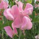 50 Seeds Janet Scott Sweet Pea Seeds For Garden Planting Fresh For Garden 50 Seeds Janet Scott Sweet Pea Seeds For Garden Planting Fresh For Garden