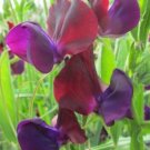 50 Seeds Purple Prince Sweet Pea Seeds For Garden Planting Fresh For Garden 50 Seeds Purple Prince Sweet Pea Seeds For Garden Planting Fresh For Garden