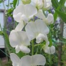 50 Seeds Lathyr Latifoli White Pearl Perennial Sweet Pea Seeds Fresh For Garden