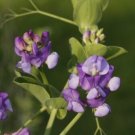 50 Seeds Lathyr Nervos Perennial Sweet Pea Seeds For Garden Fresh For Garden