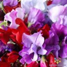 50 Seeds Royal Mix Sweet Pea Seeds For Garden Planting Fresh For Garden