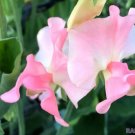 50 Seeds Sally Ann Sweet Pea Seeds For Garden Planting Fresh For Garden 50 Seeds Sally Ann Sweet Pea Seeds For Garden Planting Fresh For Garden