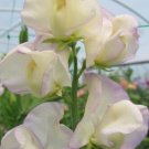 50 Seeds High Scent Sweet Pea Seeds For Garden Planting Fresh For Garden