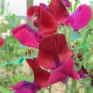 50 Seeds Jack Ellis Sweet Pea Seeds For Garden Planting Fresh For Garden