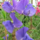 50 Seeds Tommy Sweet Pea Seeds For Garden Planting Fresh For Garden