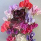 50 Seeds Carnival Parade Semidwarf Sweet Pea Seeds For Garden Fresh For Garden