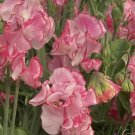 50 Seeds Maries Melody Semidwarf Sweet Pea Seeds For Garden Fresh For Garden