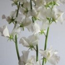 50 Seeds Aphrodite Sweet Pea Seeds For Garden Planting Fresh For Garden