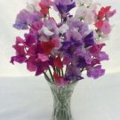 50 Seeds Bicolour Mixture Sweet Pea Seeds For Garden Planting Fresh For Garden
