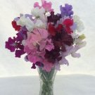 50 Seeds Bouquet Mixture Sweet Pea Seeds For Garden Planting Fresh For Garden
