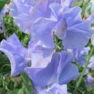 50 Seeds Chris Harrod Sweet Pea Seeds For Garden Planting Fresh For Garden