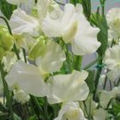 50 Seeds Clotted Cream Sweet Pea Seeds For Garden Planting Fresh For Garden