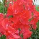 50 Seeds Coquette Sweet Pea Seeds For Garden Planting Fresh For Garden